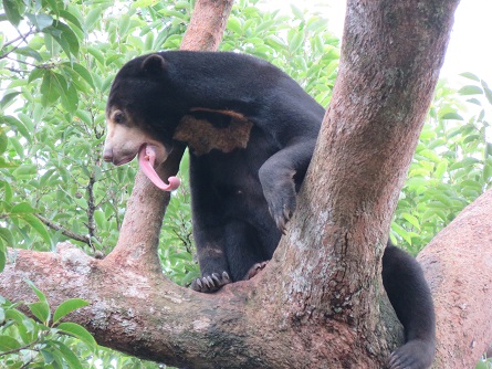 Sun Bear