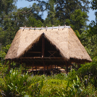 forest camps